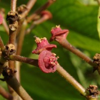 Euphorbia umbellata (Pax) Bruyns